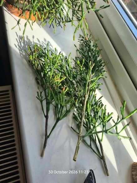 Photo of free Pencil Cactus Cuttings (Elborough BS24) #1
