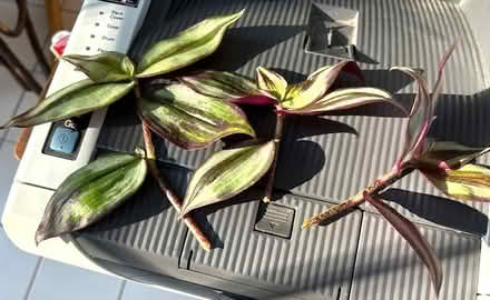 Photo of free Wandering Dude Flower clippings (Mayfair Place, Crofton) #4