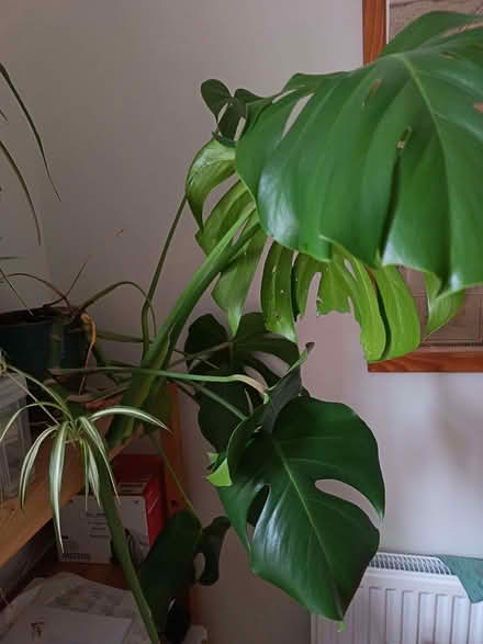 Photo of free Swiss Cheese Plant (Clifton YO30) #2