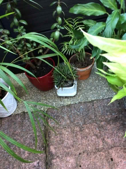Photo of free House plants (Wellington TA21) #3