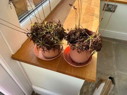Photo of free Houseplants - carnivorous plants (Norton Lees S8) #1