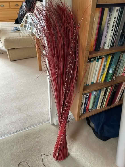 Photo of free Decorative grasses with lights (City of Bristol BS2) #1