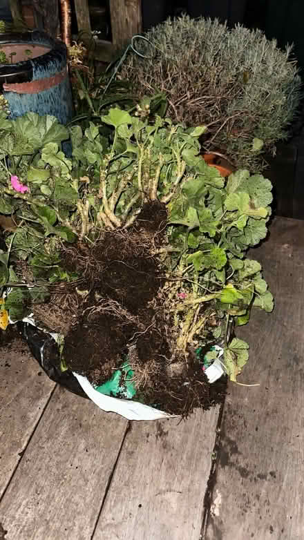 Photo of free Un Potted Geraniums (Streatham Hill SW2) #2