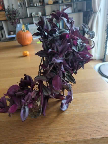 Photo of free Tradescantia Plant cuttings ready to pot on (Buckstone EH10) #1