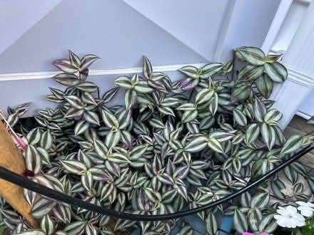 Photo of free Wandering Dude Flower clippings (Mayfair Place, Crofton) #3