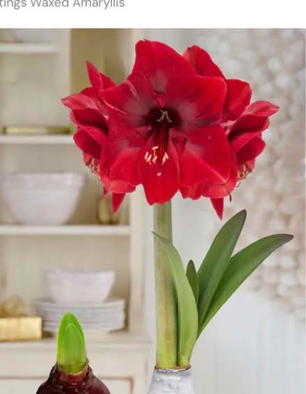 Photo of free Bulbs, red amaryllis (Old Barrhaven) #1