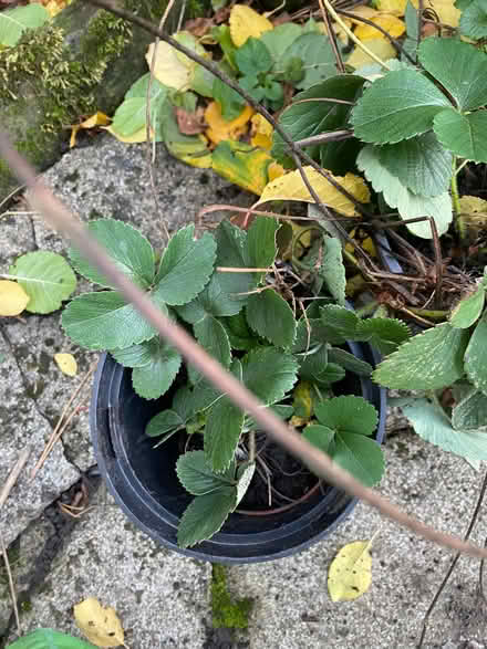 Photo of free Strawberry plants, multiple (Nether Edge S7) #2