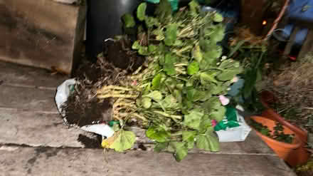Photo of free Un Potted Geraniums (Streatham Hill SW2) #3