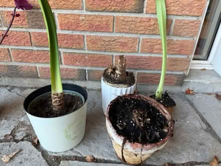 Photo of free Bulbs, red amaryllis (Old Barrhaven) #2