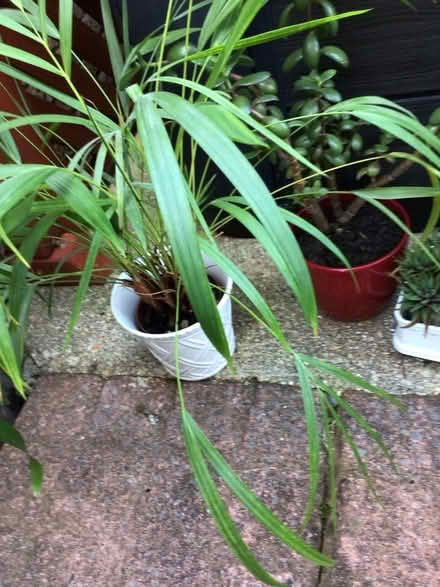 Photo of free House plants (Wellington TA21) #2