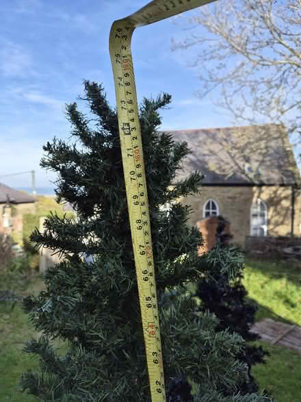 Photo of free Green Christmas Tree (Gwespyr CH8) #4