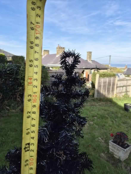 Photo of free Black Christmas Tree (Gwespyr CH8) #4