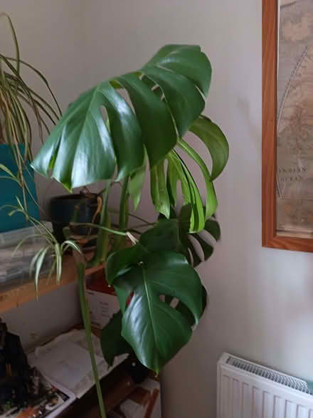 Photo of free Swiss Cheese Plant (Clifton YO30) #1