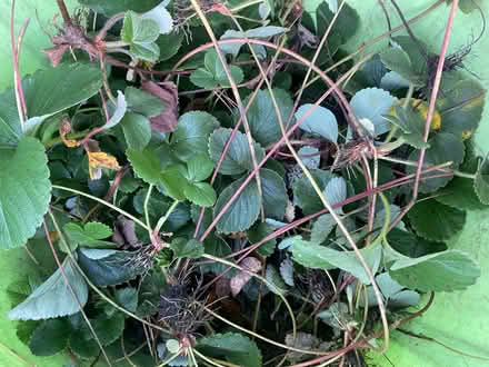 Photo of free Strawberry plants, multiple (Nether Edge S7) #1