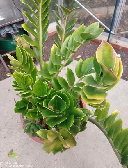 Photo of free ZZ plant (Bilton Harrogate HG1) #1