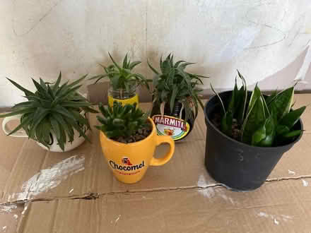 Photo of free Succulents and Snake Plant Cuttings (gatley SK8) #1