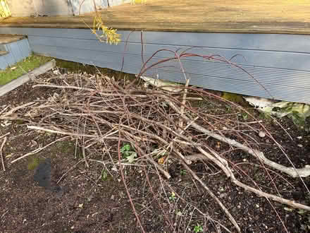 Photo of free Twigs and branches (Newton Mearns G77) #1