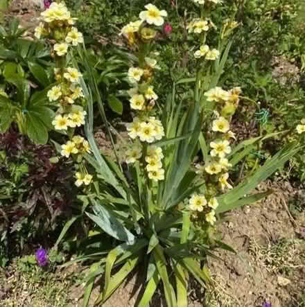 Photo of free Sisyrinchium Stratum (St. Peter's CT10) #1