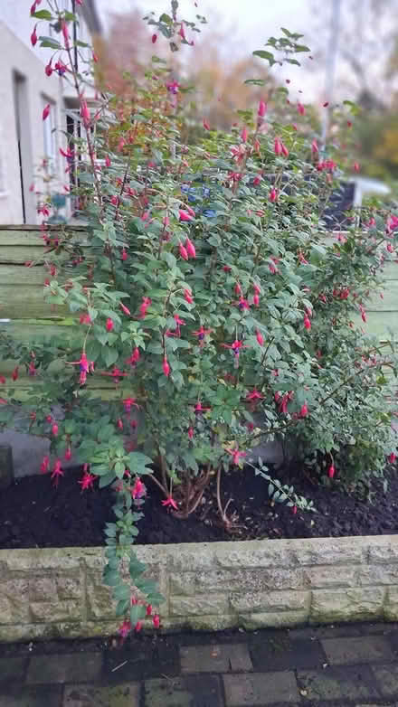 Photo of free Established Fushia (Brinnington SK5) #1