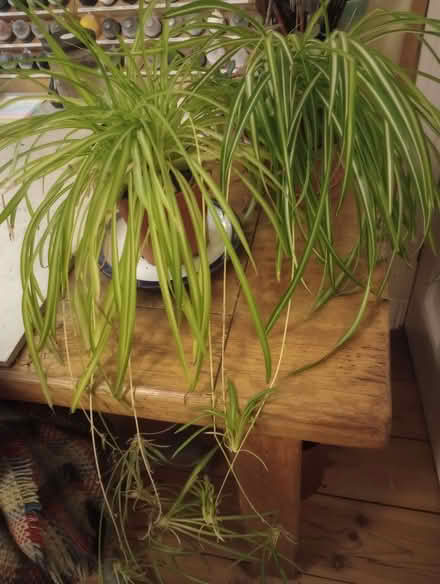 Photo of free House plants: spider plants and Mexican money trees (Wells Road BA3) #1