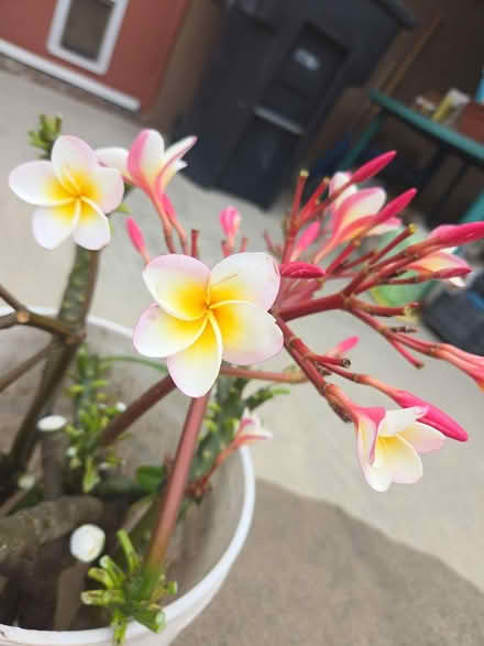 Photo of free plumeria cuttings till gone (South Bay) #1