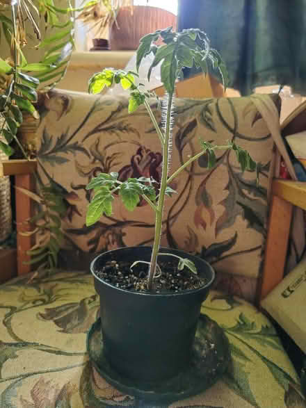 Photo of free Organic cherry tomato plant in 12cm pot (Hayle TR27) #2