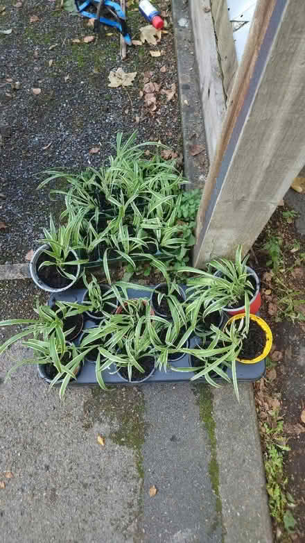 Photo of free Spider plants (Caversham RG4) #1