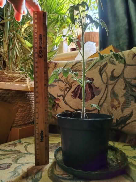 Photo of free Organic cherry tomato plant in 12cm pot (Hayle TR27) #4