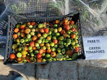Photo of free Green tomatoes for chutney (Chalvington BN27) #2