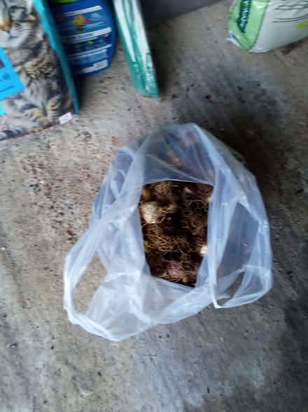 Photo of free Bulbs (Old Town TN40) #1