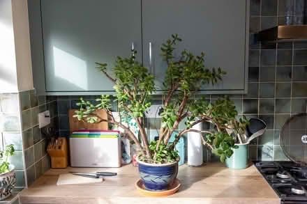 Photo of free Jade/Money plant (Western Park LE3) #1