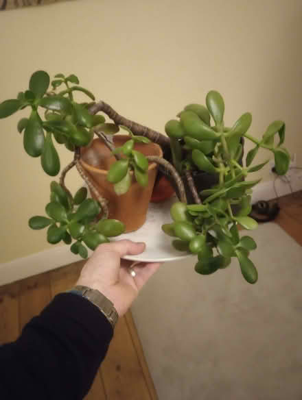 Photo of free House plants: spider plants and Mexican money trees (Wells Road BA3) #2