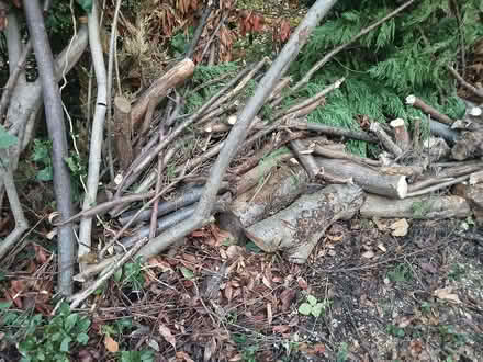 Photo of free Logs & branch cuttings for bonfire (Morden SM4) #2
