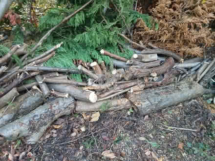 Photo of free Logs & branch cuttings for bonfire (Morden SM4) #1