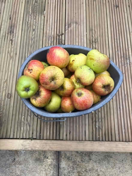 Photo of free Cooking apples (Win) #1