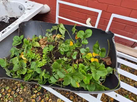 Photo of free Strawberry plants (Upton CH2) #1