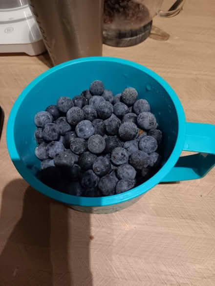 Photo of free Sloe berries (Sp13ab) #1