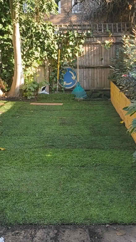 Photo of free 2sqm mix clover and grass turf (Acris street SW18) #3