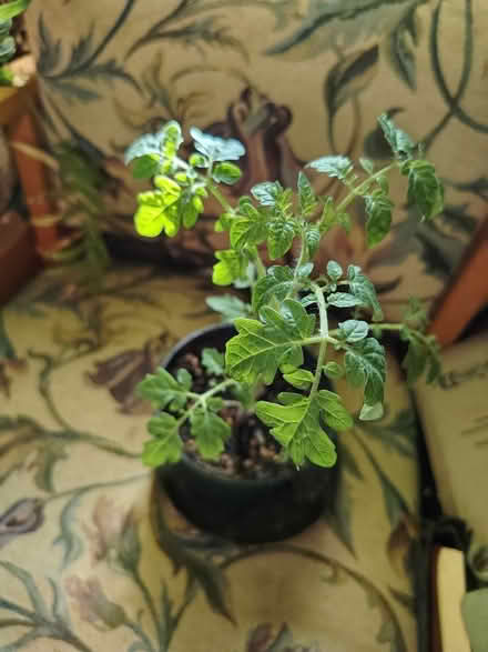Photo of free Organic cherry tomato plant in 12cm pot (Hayle TR27) #1