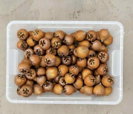 Photo of free Medlars (Guarlford WR14) #1