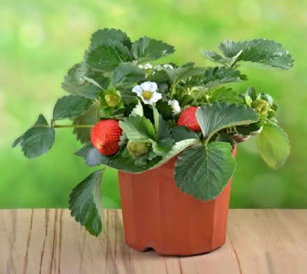 Photo of Strawberry plants (Norton Lees S8) #1