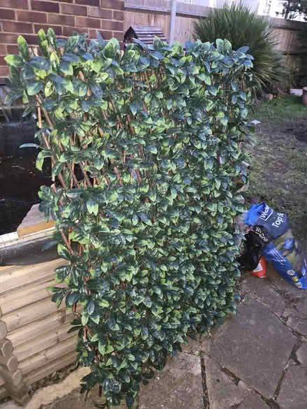 Photo of free Trellis (Elmers End BR3) #1