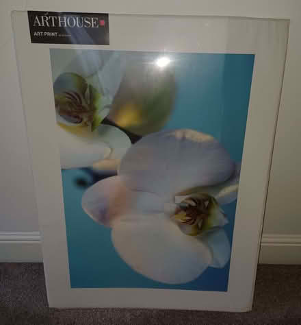Photo of free Poster size orchid picture (Hyson Green NG7) #1