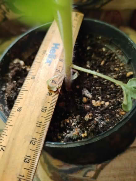 Photo of free Organic cherry tomato plant in 12cm pot (Hayle TR27) #3